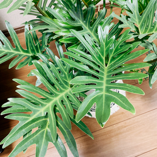 現品］【珍しい】1 3 フィロデンドロン ジャイアントザナドゥ 7号 観葉