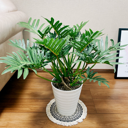 フィロデンドロン　ジャイアント　ザナドゥ【現品】観葉植物　室内　6号 現品］【珍しい】2番 フィロデンドロン ジャイアントザナドゥ 幹