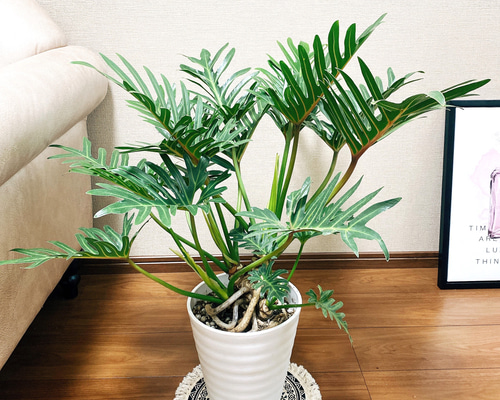 ［現品］3番　フィロデンドロン　ジャイアントザナドゥ　幹上がり　8号　大型　室内 現品］3番 フィロデンドロン ジャイアントザナドゥ 幹上がり 8号