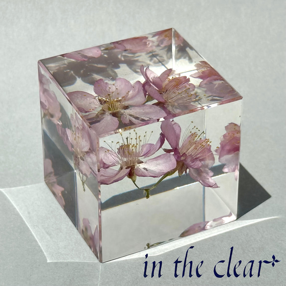 植物標本 桜 3輪 ピンク レジン 4センチキューブ ハーバリウム・植物