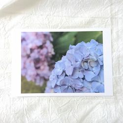 紫陽花の写真のフリーサイズリング 8枚目の画像