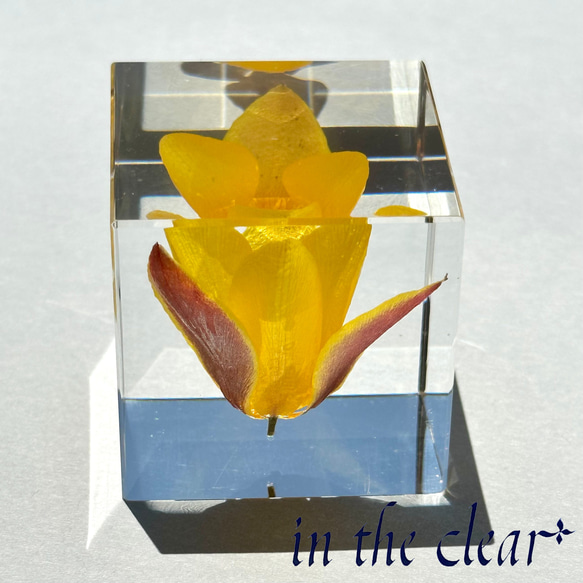 植物標本　チューリップ　黄色　レジン　４センチキューブ 5枚目の画像