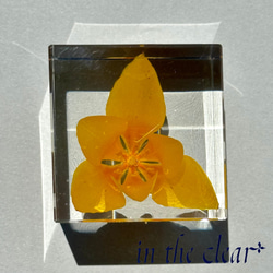 植物標本　チューリップ　黄色　レジン　４センチキューブ 6枚目の画像