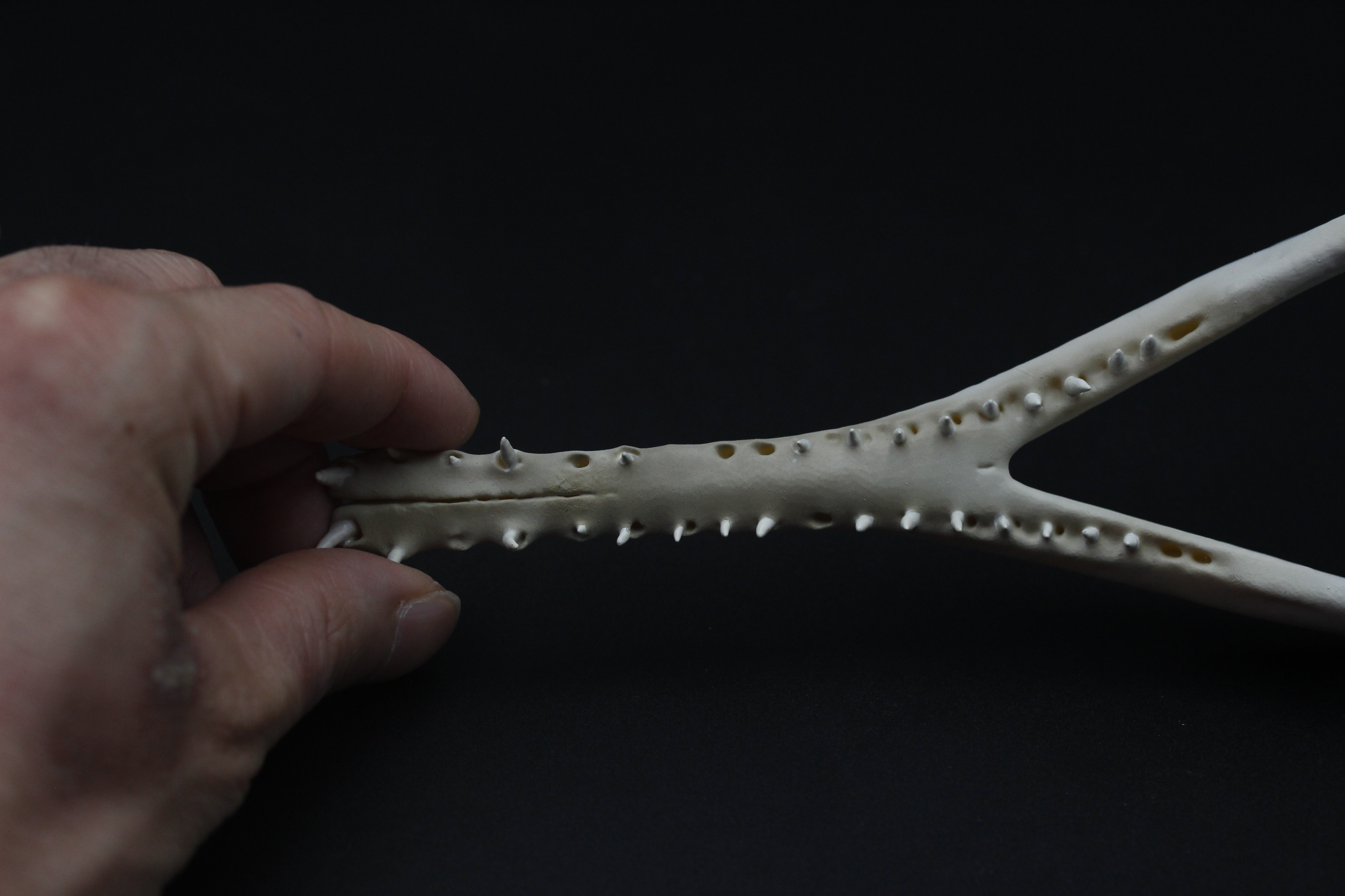 【受注生産】マレーガビアル　縮小頭骨模型