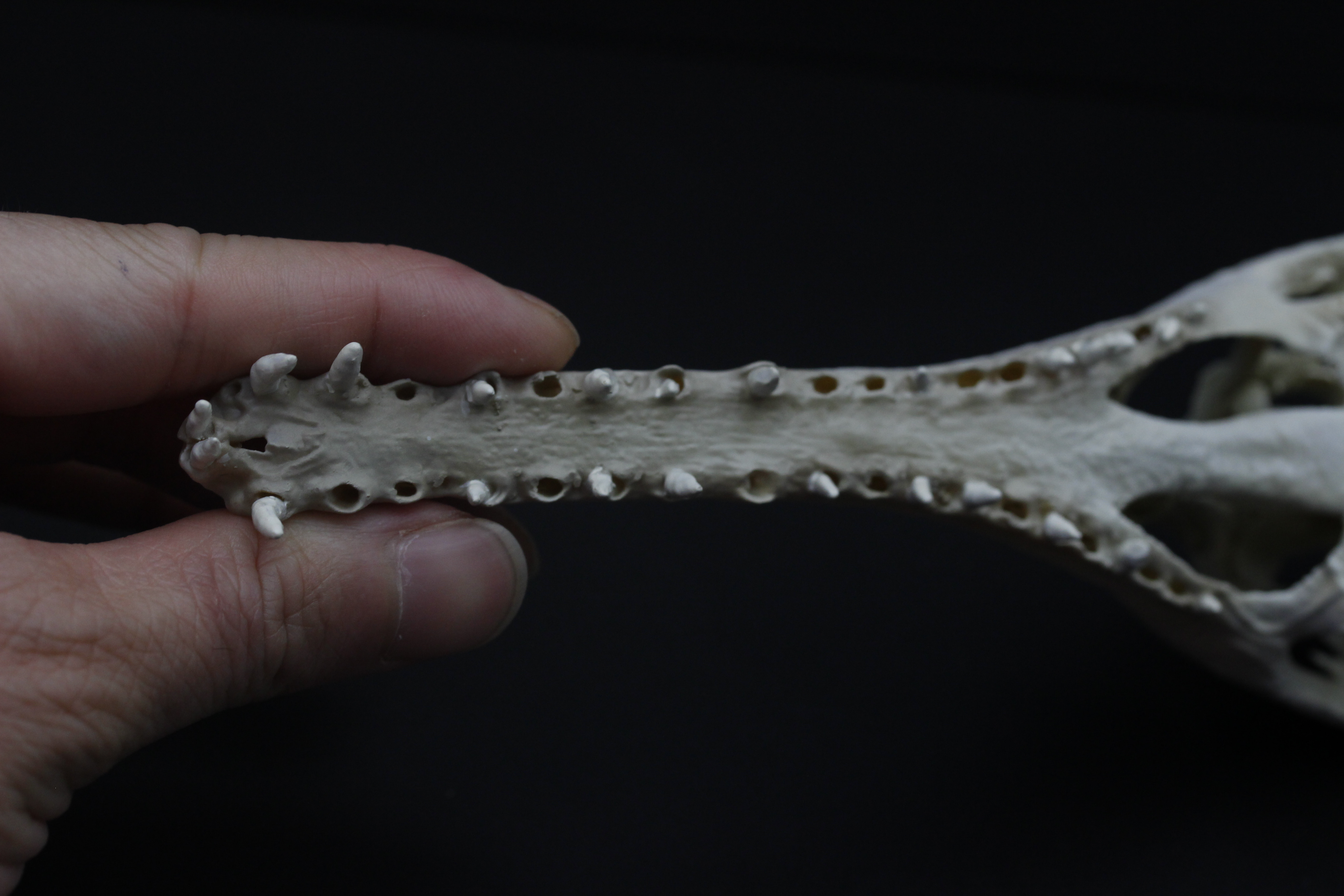 【受注生産】マレーガビアル　縮小頭骨模型