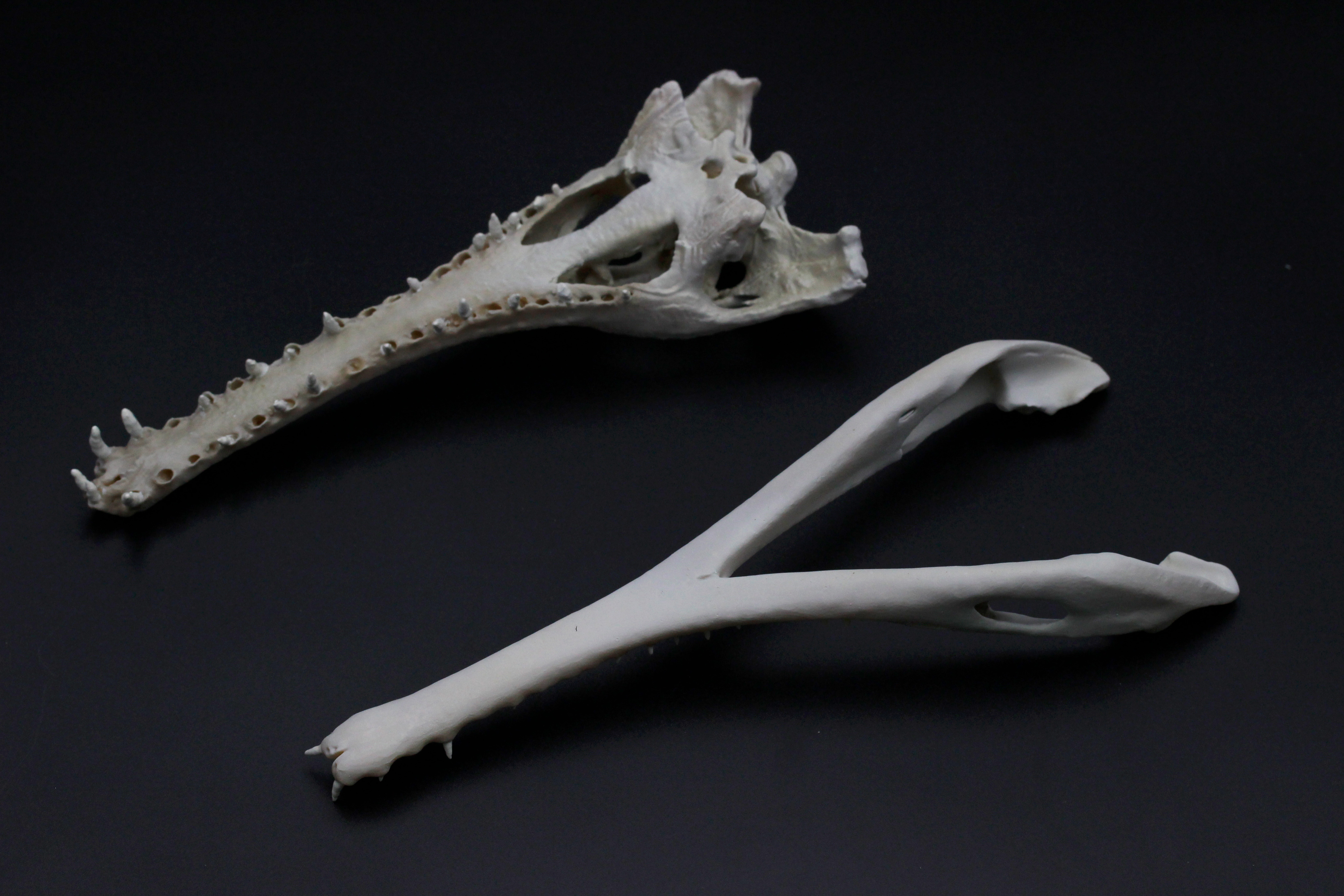 【受注生産】マレーガビアル　縮小頭骨模型