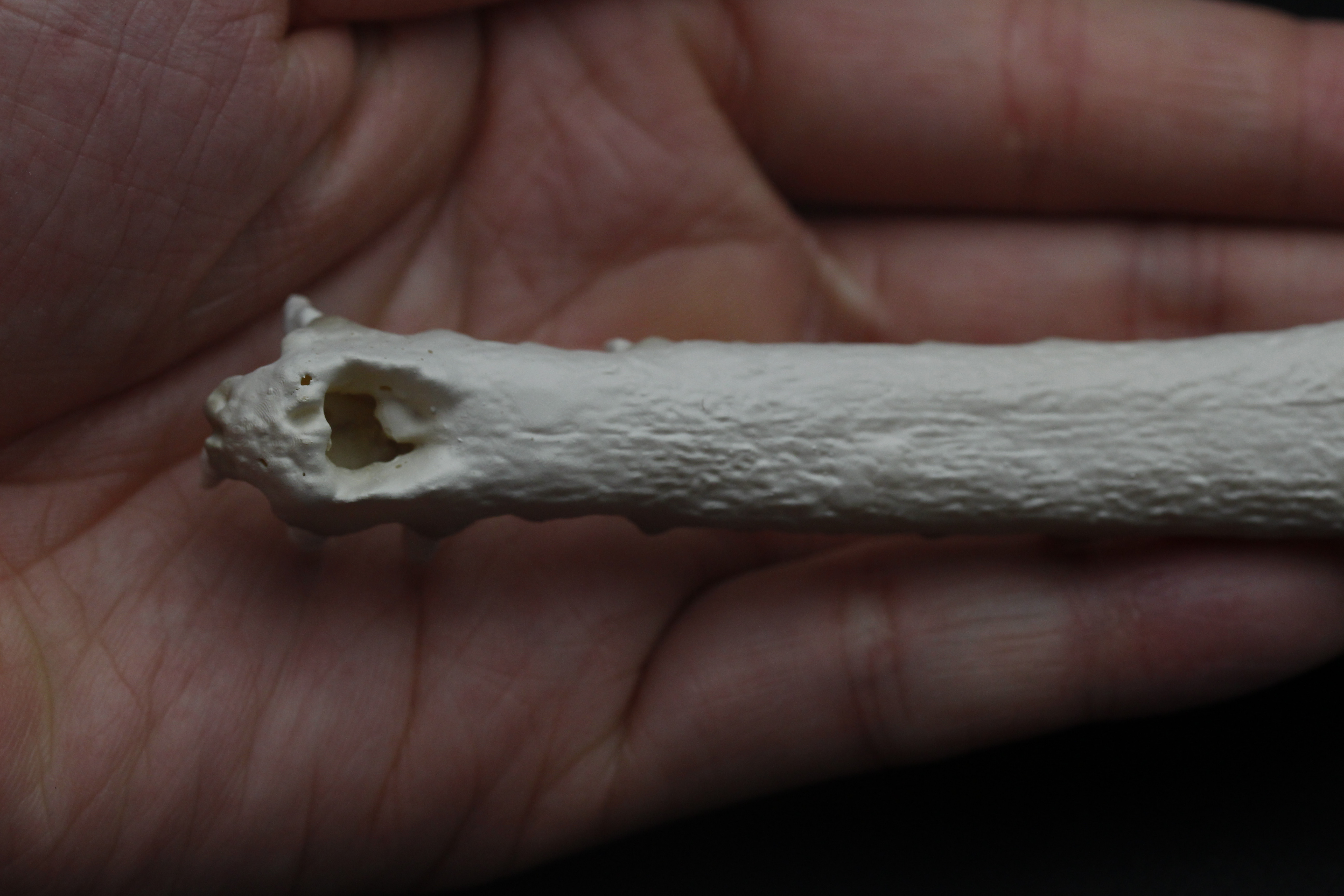 【受注生産】マレーガビアル　縮小頭骨模型