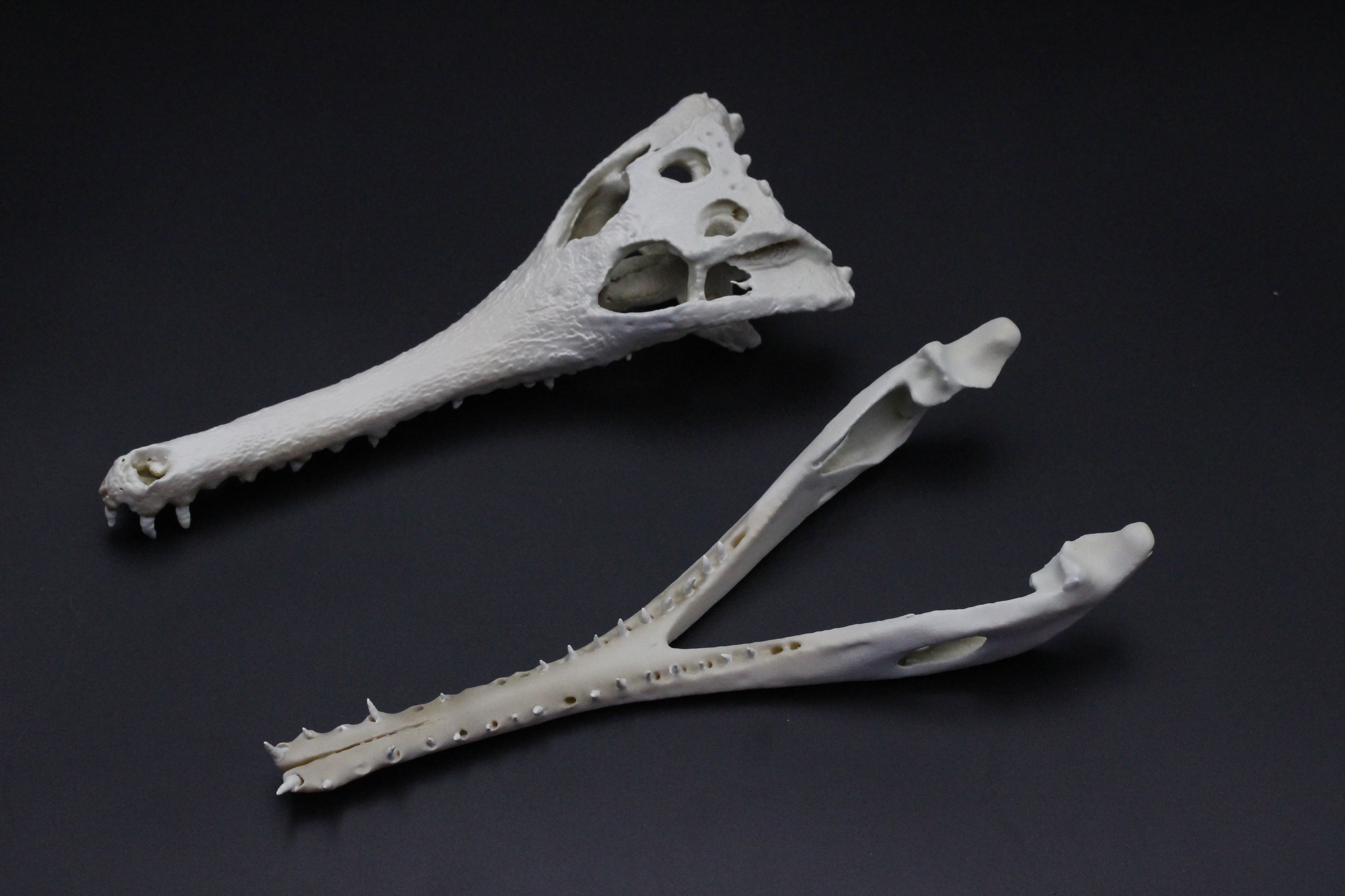 【受注生産】マレーガビアル　縮小頭骨模型