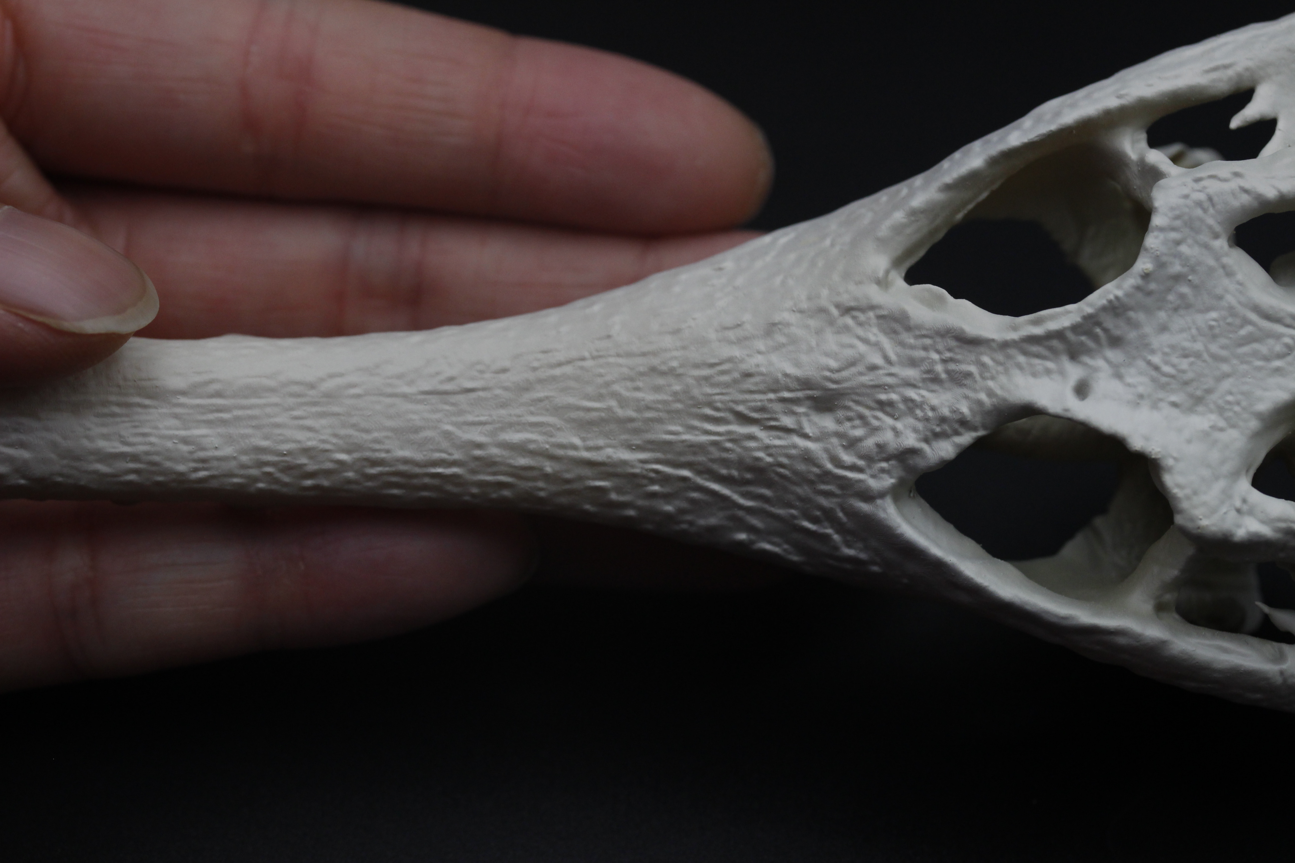 【受注生産】マレーガビアル　縮小頭骨模型