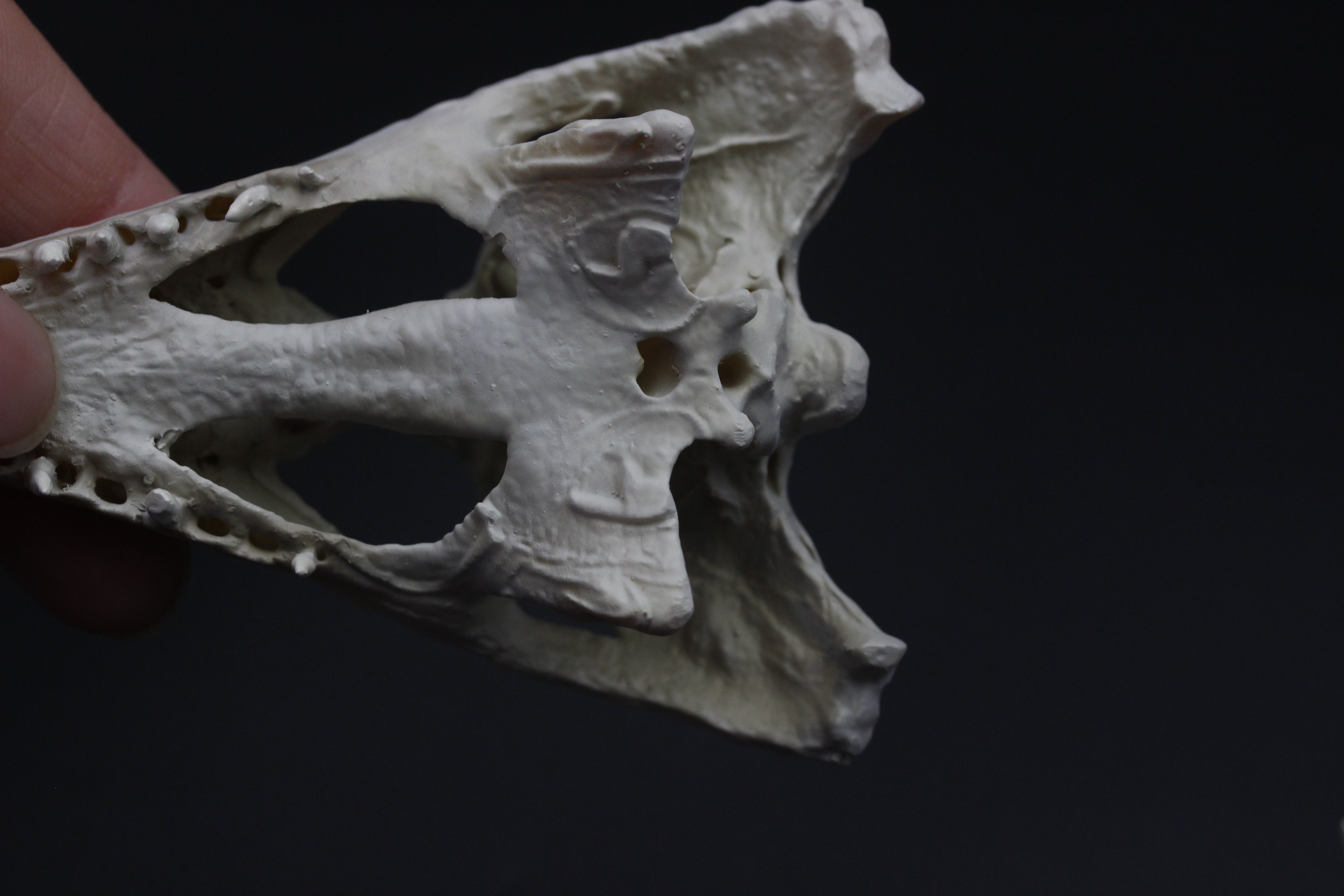 【受注生産】マレーガビアル　縮小頭骨模型