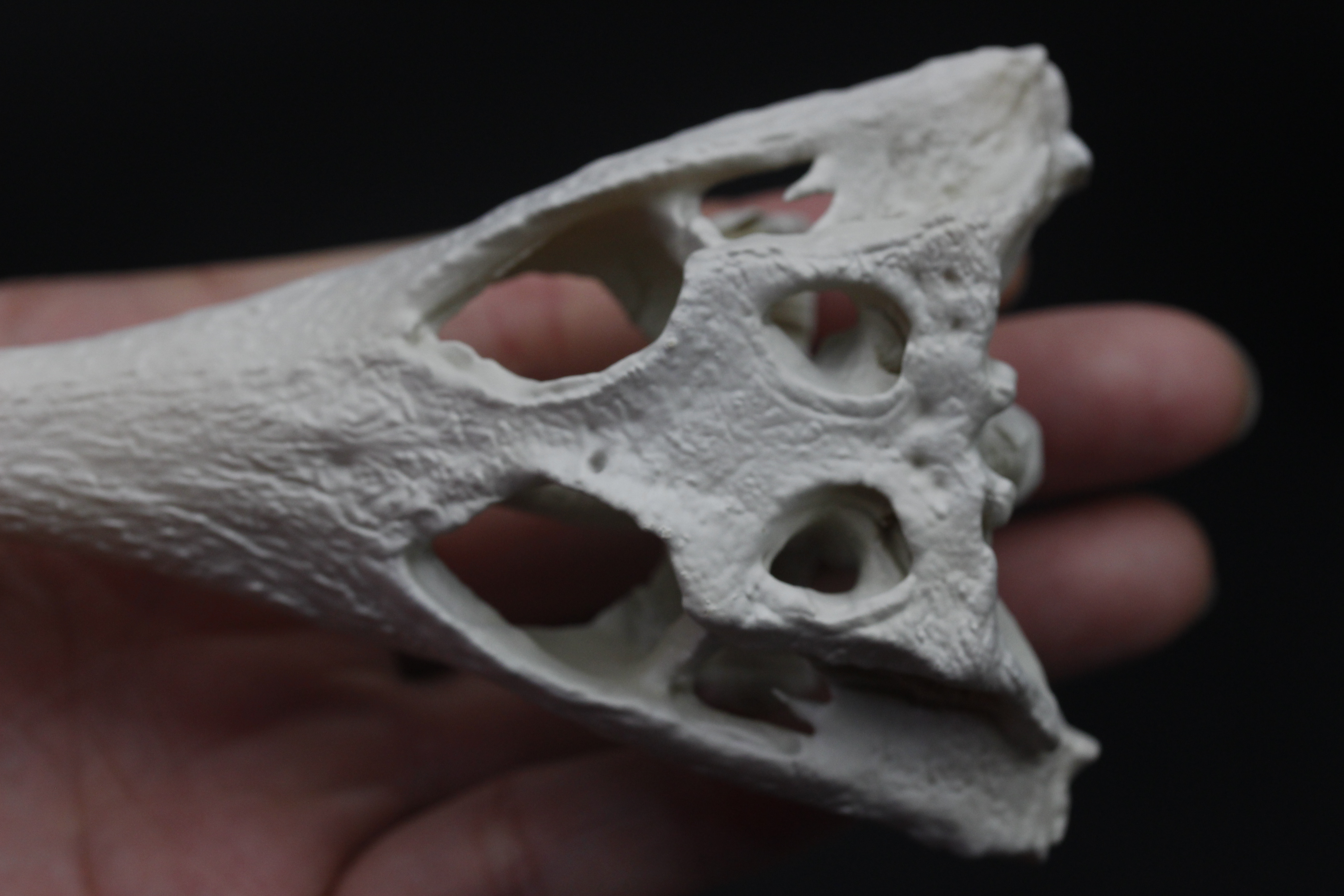 【受注生産】マレーガビアル　縮小頭骨模型