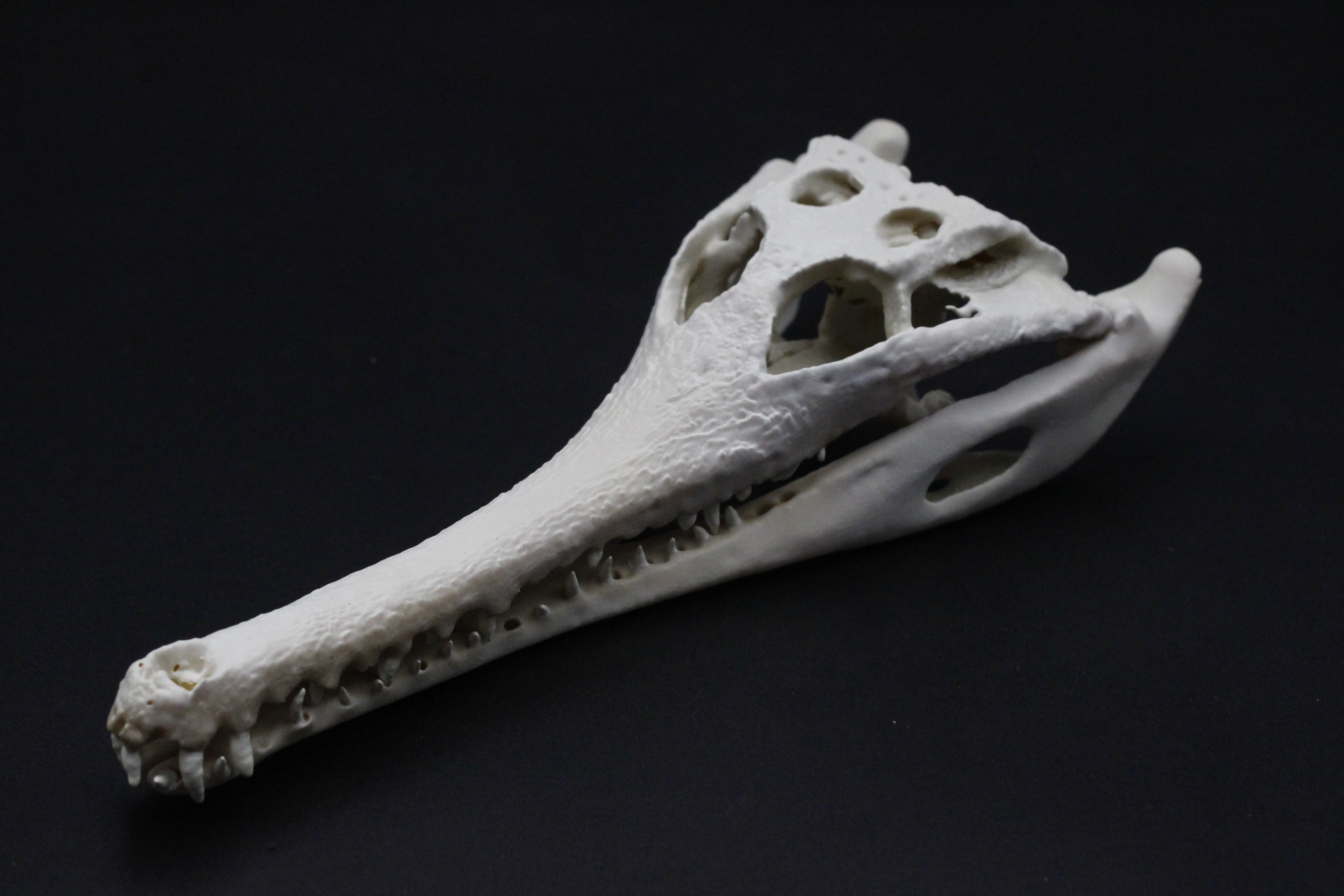 【受注生産】マレーガビアル　縮小頭骨模型