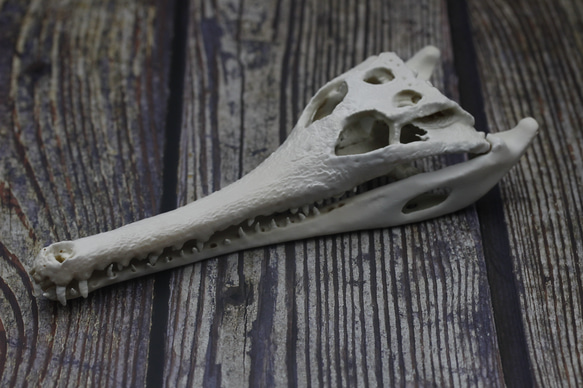 受注生産】マレーガビアル 縮小頭骨模型 その他置物 アンフィ合同会社