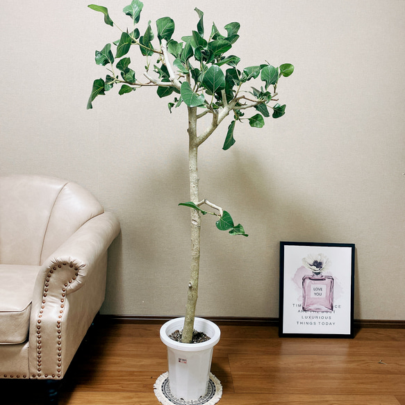 希少 クリシュナボダイジュ 観葉植物 インテリアグリーン 【公式通販】