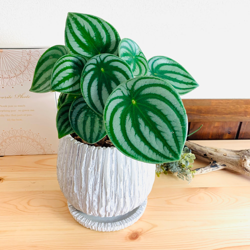 お値下げＢブラジルサンバ❁カベッサ❁未使用品 スイカ模様の葉っぱ ペペロミア サンデルシー 『スイカペペ』 5号 丸型