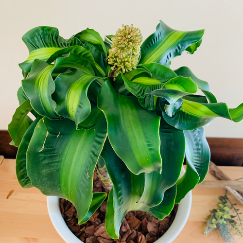 希少『ドラセナ トルネード斑入り』6号 観葉植物 インテリア 引っ越し