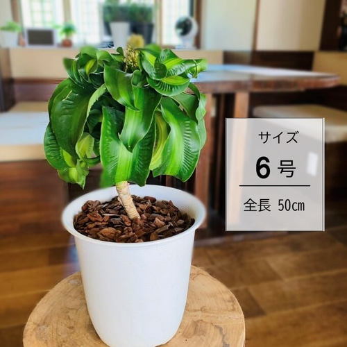 希少『ドラセナ トルネード斑入り』6号 観葉植物 インテリア