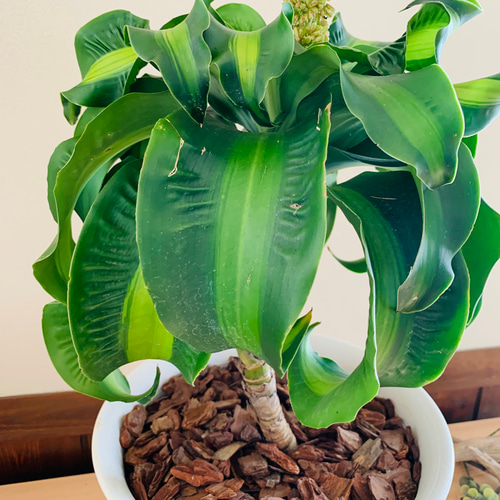 希少『ドラセナ トルネード斑入り』6号 観葉植物 インテリア