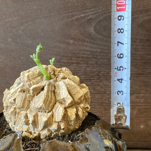 ガガイモ　珍奇植物＊龜甲蘿藦マテレア✨ マテレアシクロフィラ (A4)