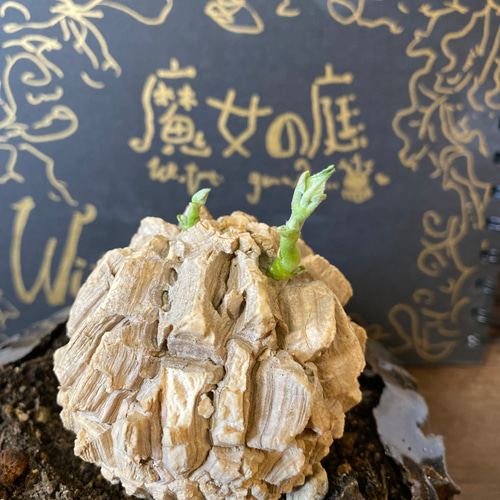 ガガイモ　珍奇植物＊龜甲蘿藦マテレア✨ マテレアシクロフィラ (A4)