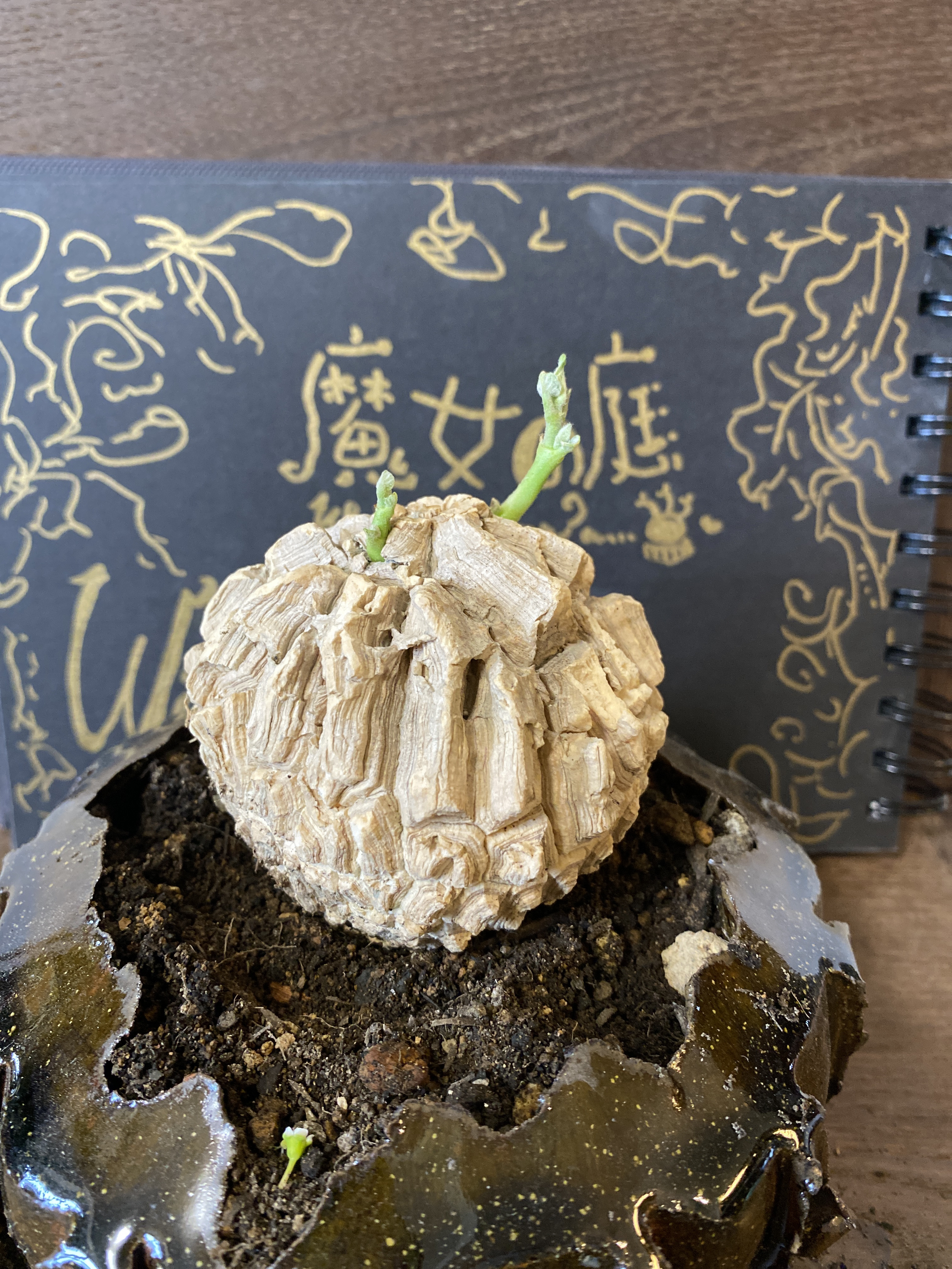 入荷少なめ希少種 ✨ 龜甲蘿藦 マテレア