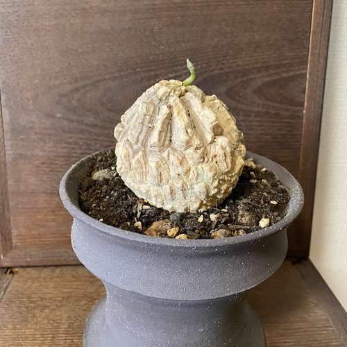 ✨珍奇植物 龜甲蘿藦マテレアと人気植木鉢KONOHA (セット）✨ 盆栽  