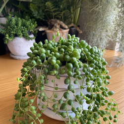 送料無料　グリーンネックレス　多肉植物　鉢付き　そのまま飾れる　デスクの上　テーブルの上 2枚目の画像