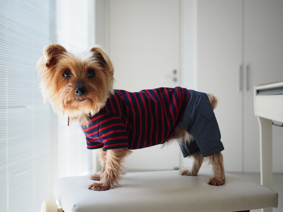 犬服　手作りのおててがかわいく見える袖付きカットソー+パンツ　赤ボーダー 4枚目の画像