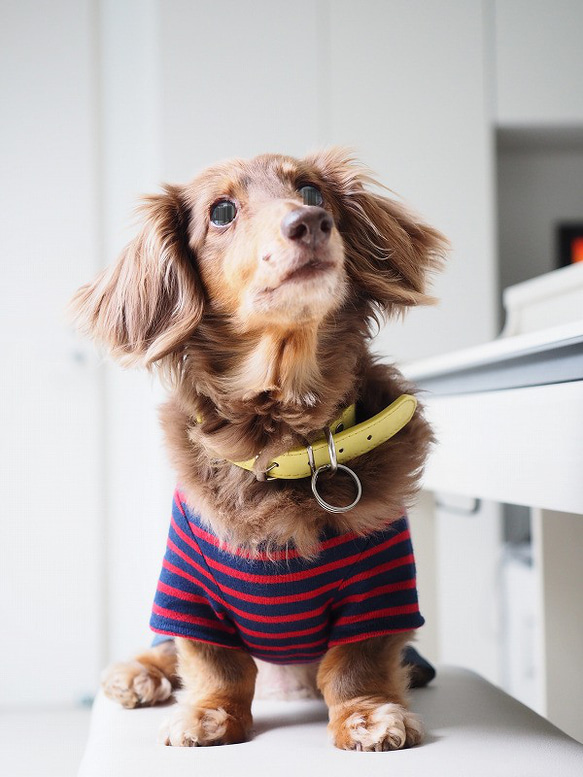 犬服　手作りのおててがかわいく見える袖付きカットソー+パンツ　赤ボーダー 6枚目の画像