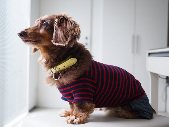 犬服　手作りのおててがかわいく見える袖付きカットソー+パンツ　赤ボーダー 8枚目の画像
