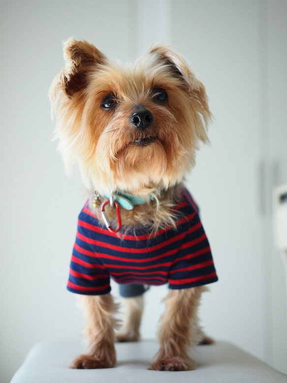 犬服　手作りのおててがかわいく見える袖付きカットソー+パンツ　赤ボーダー 3枚目の画像