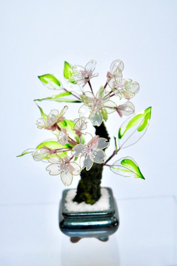 創作盆栽】鶯桜(うぐいすざくら) B 盆栽 風碧(kazamidori) 通販
