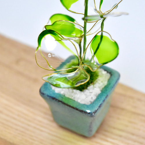 天然＊野生【オダマキ＊苧環＊糸繰草】4株➕おまけ！鉢ごと発送で安心♪ 天然＊野生【オダマキ＊苧環＊糸繰草】4株➕おまけ！鉢ごと発送