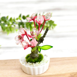 創作豆盆栽】ひな桜 ① 盆栽 風碧(kazamidori) 通販 15964839｜Creema