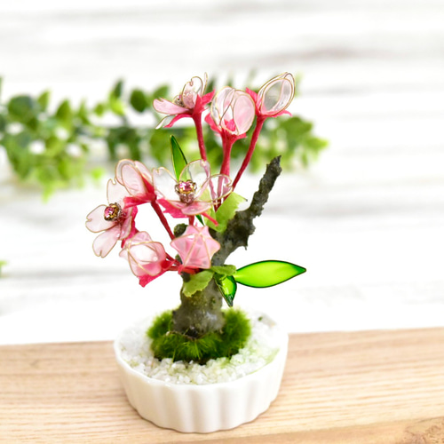 創作豆盆栽】ひな桜 ① 盆栽 風碧(kazamidori) 通販 15964839｜Creema