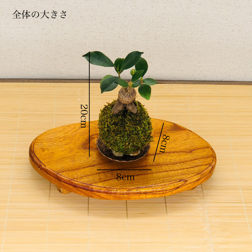 送料無料)ガジュマルの苔玉『個性的な形がとっても人気』 盆栽