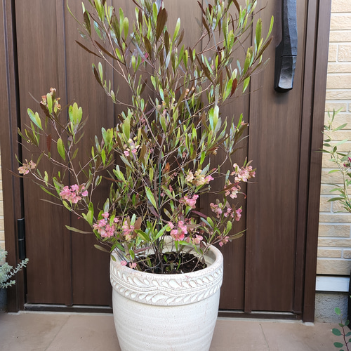 ドドナエア パープレア テラコッタ鉢植え オージープランツ