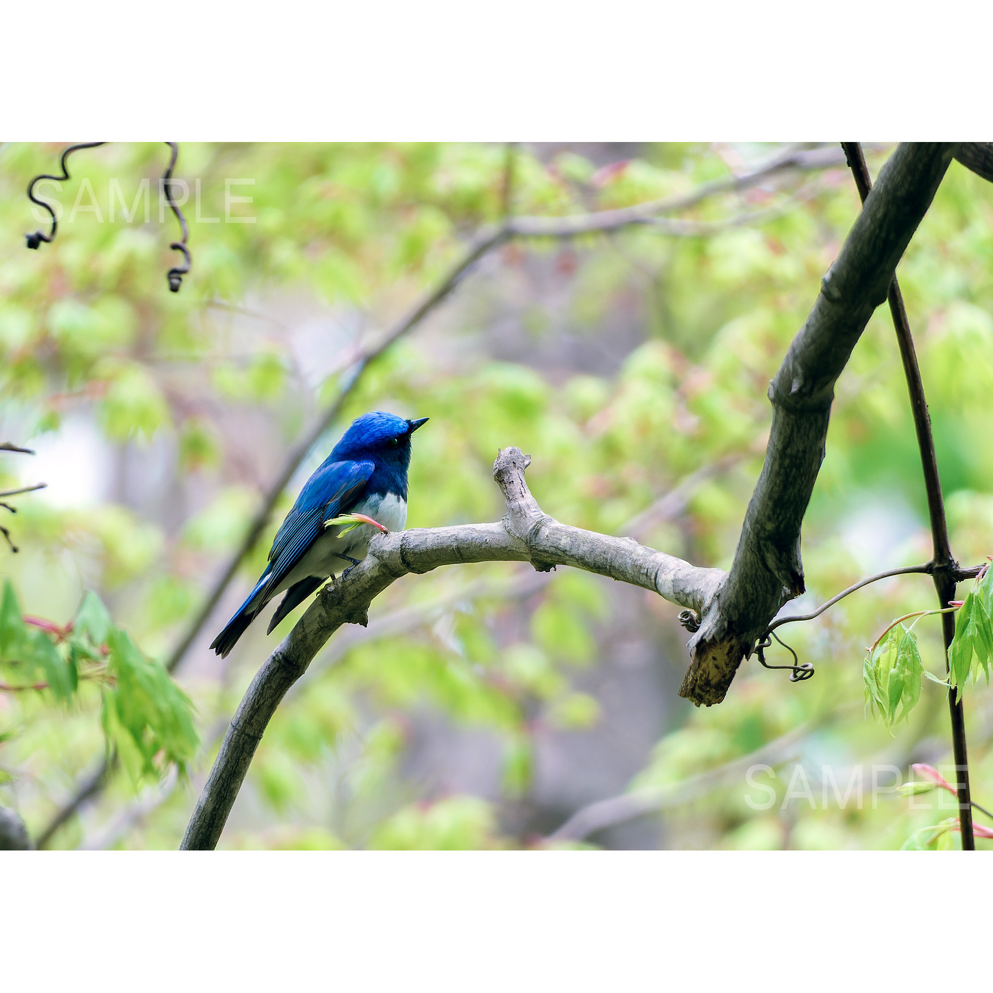 青い鳥