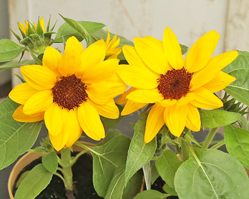 花苗 ひまわり スマイルラッシュ 4号 コンパクトタイプ 矮性種 秋まで