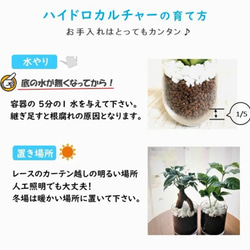 【可愛い】癒しプランツ　シェフレラ　ラウンドミニグラス　ハイドロカルチャー 　観葉植物　インテリア 5枚目の画像