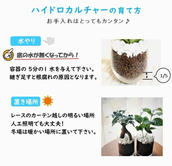 【可愛い】癒しプランツ　シェフレラ　ラウンドミニグラス　ハイドロカルチャー 　観葉植物　インテリア 5枚目の画像