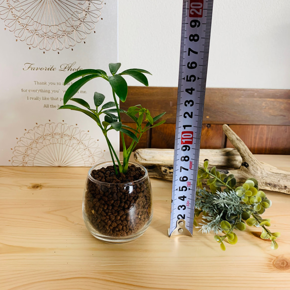 【可愛い】癒しプランツ　シェフレラ　ラウンドミニグラス　ハイドロカルチャー 　観葉植物　インテリア 4枚目の画像