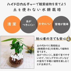 【可愛い】癒しプランツ　シェフレラ　ラウンドミニグラス　ハイドロカルチャー 　観葉植物　インテリア 6枚目の画像