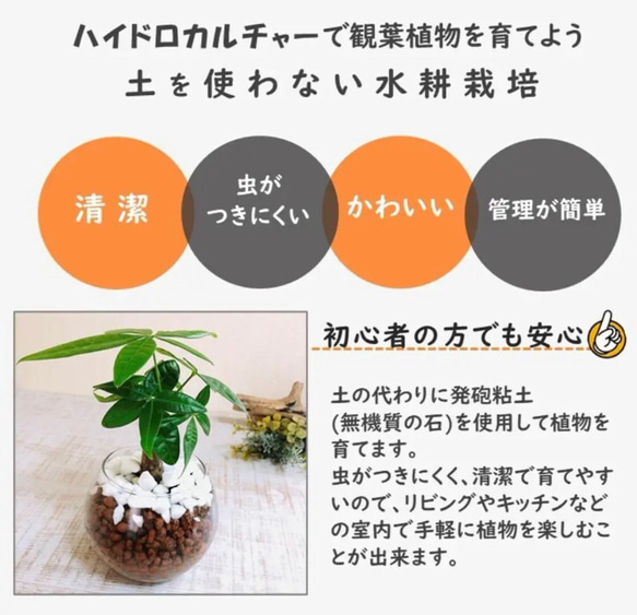 【可愛い】癒しプランツ　シェフレラ　ラウンドミニグラス　ハイドロカルチャー 　観葉植物　インテリア 6枚目の画像