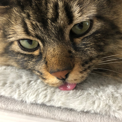 猫、ベロ出てるよ（指輪） 8枚目の画像