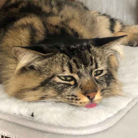 猫、ベロ出てるよ（指輪） 9枚目の画像