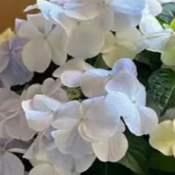 ラグランジアブライダルシャワー【フレンチボレロ】品のあるパステルカラー色変の美しい紫陽花 1枚目の画像