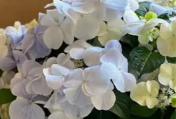 ラグランジアブライダルシャワー【フレンチボレロ】品のあるパステルカラー色変の美しい紫陽花 1枚目の画像