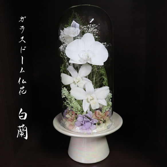 プリザーブドフラワー 仏花 ドーム ガラスドーム 白蘭 胡蝶蘭