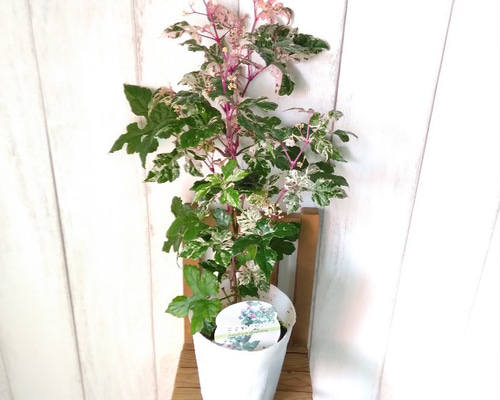 1220eacc86d89a38c31c5b4fed249c